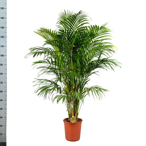 Areca Palm (Dypsis lutescens) – 24cm Pot, 140cm High
