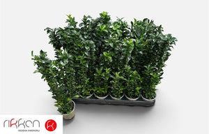 Euonymus japonicus ‘Green Spire’ – 9cm Pot