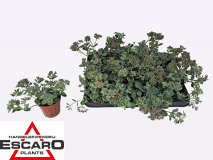 Siebold’s Stonecrop (Sedum sieboldii) – 8.5cm Pot