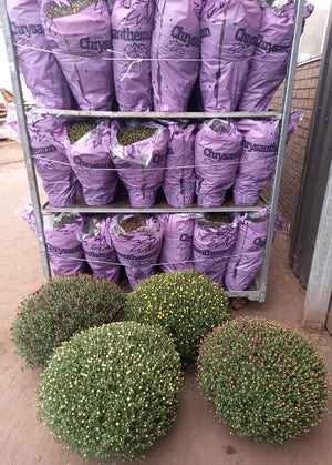 Large Chrysanthemum (Indicum Group) – 19cm Pot