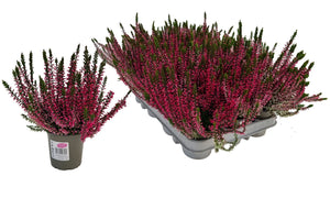 White Heather (Calluna vulgaris) – 9cm Pot