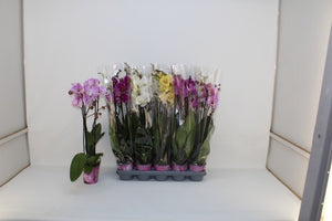 Mixed Phalaenopsis Orchid – 12cm Pot, 65cm High