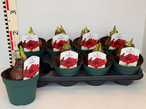 Red Amaryllis (Hippeastrum) – 14cm Pot