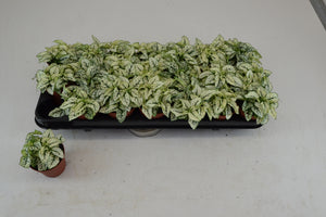 White Polka Dot Plant (Hypoestes phyllostachya) – 8.5cm Pot