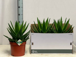 Aloe perfoliata XL Succulent – 22cm Pot