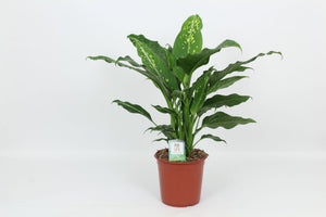 Dieffenbachia 'Galaxy' Dumb Cane Houseplant – 24cm Pot