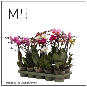 Mixed Phalaenopsis Orchid – 12cm Pot, 50cm High