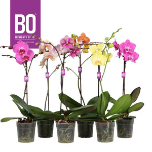 Mixed Phalaenopsis Orchid – 2 Stem, 12cm Pot
