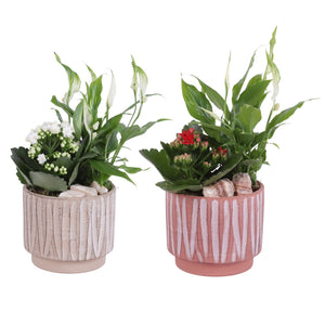 Soft Elegance Indoor Plant Arrangement – 14cm Ceramic Pot