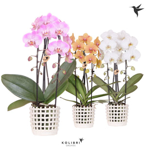 Pastel Phalaenopsis Orchid – 2 Stem, 12cm Ceramic Pot