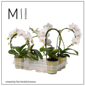 White Phalaenopsis Orchid – 9cm Pot, 35cm High