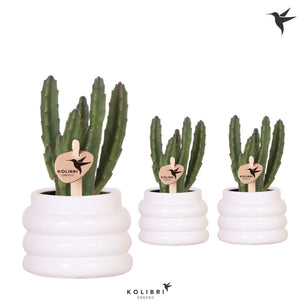 Stapelia leendertziae Succulent – 6cm Ceramic Pot