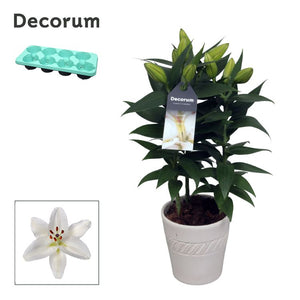 White Oriental Lily (Lilium) – 13cm Pot, 40cm