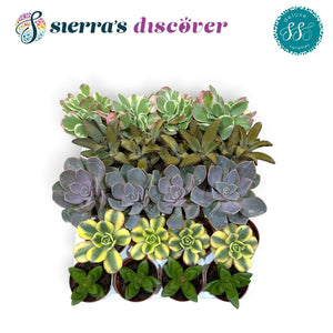 Deluxe Mixed Succulents – 5.5cm Pot
