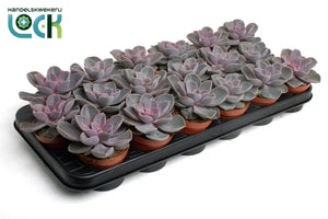 Echeveria ‘Perle von Nürnberg’ – 8.5cm Pot