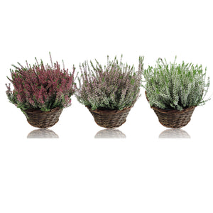 Calluna vulgaris Heather – 22cm Pot