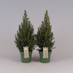 Dwarf Alberta Spruce (Picea glauca 'Conica') – 17cm Pot