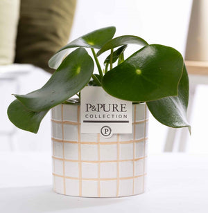 Raindrop Peperomia (Peperomia polybotrya) – 12cm Pot