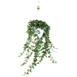 Green Ivy (Hedera helix) – 24cm Pot