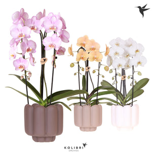Pastel Phalaenopsis Orchid – 2 Stem, 12cm Ceramic Pot