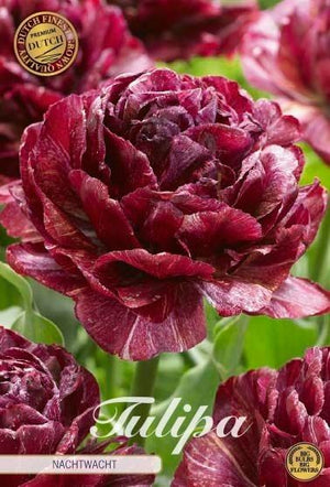 Nachtwacht Double Late Tulip Bulbs (5 Pack)