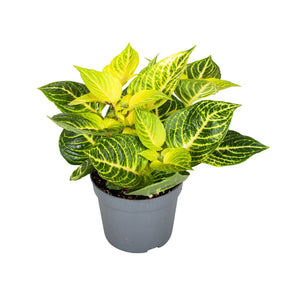 Rich Gold Star Iresine – 13cm Pot