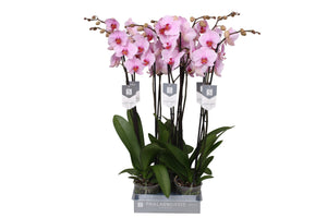 White Phalaenopsis Orchid – 12cm Pot, 80cm Tall