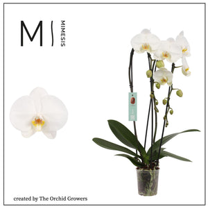 White Phalaenopsis Orchid – 2 Stem, 12cm Pot