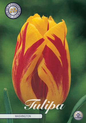 Tulip ‘Washington’ Triumph Bulbs – 12/+ Size