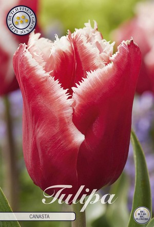 Fringed Tulip ‘Canasta’ Bulbs – 7 Bulbs