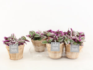 Pink Tradescantia Nanouk – 13cm Pot