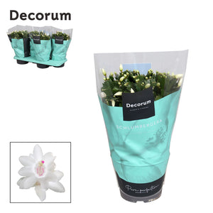 White Christmas Cactus (Schlumbergera) – 17cm Pot