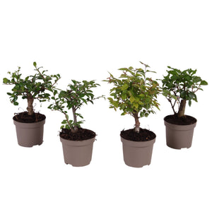 Mixed Indoor Bonsai Tree – 9cm Pot, Approx. 30cm High