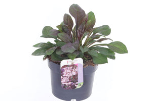 Penstemon ‘Dakota Burgundy’ – 17cm Pot