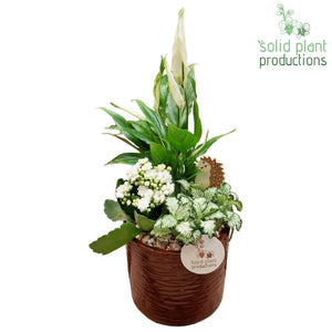 Decorative Green Plant Arrangement – 13cm Ceramic Pot