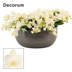 White Phalaenopsis Orchid – 27cm Ceramic Pot