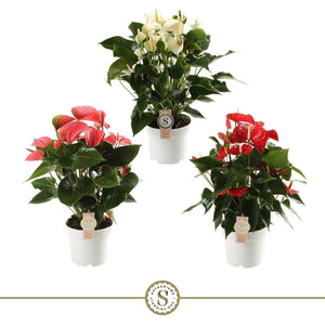 Mixed Anthurium (Flamingo Flower) – 17cm Pot, 60cm High