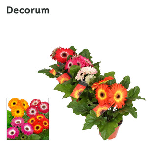 Mixed Gerbera Houseplant – 12cm Pot, 20cm High