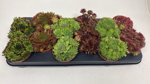 Mixed Houseleek Collection (Sempervivum) – 10.5cm Pot