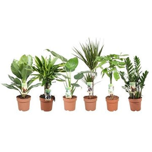Mixed Green Houseplant – 17cm Pot, Approx. 70cm High