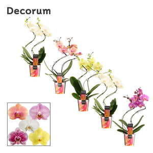 Mixed Phalaenopsis Orchid 'Hurricane' – 12cm Ceramic Pot