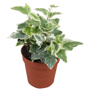 English Ivy ‘Ingelise’ (Hedera helix) – 9cm Pot