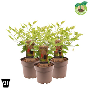 Morus Mojo Berry Fruit Plant – 21cm Pot