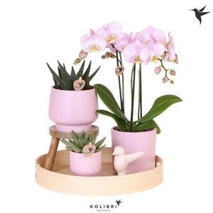 Love Pink Indoor Plant Gift Set – 30cm Ornamental Pot