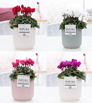 White Cyclamen persicum – 15cm Pot
