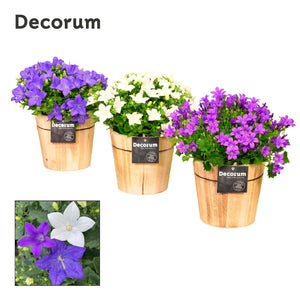 Mixed Campanula Garden Plant – 14cm Pot