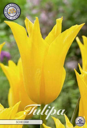 Tulipa Lilyflowering Schiedam Flower Bulbs – 7 Bulbs
