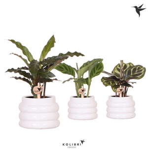Calathea Mixed Houseplant – 6cm Pot