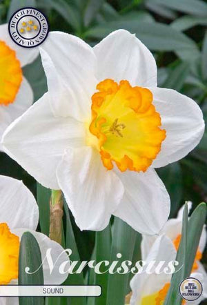 Narcissus ‘Sound’ Flower Bulbs – Pack of 5