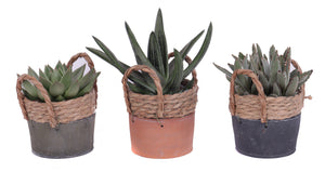 Mixed Cactus Collection in Ceramic Pot – 13cm